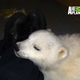 Illustration for article titled Orphaned Baby Polar Bear Talks To His Zookeeper